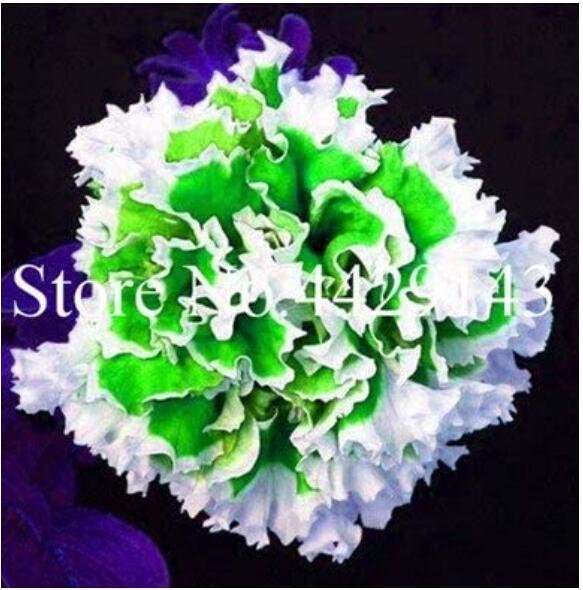 JMS 100Pcs Petunia Seeds Purple White Green Damask Big Double Flowers