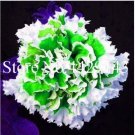 JMS 100Pcs Petunia Seeds Purple White Green Damask Big Double Flowers