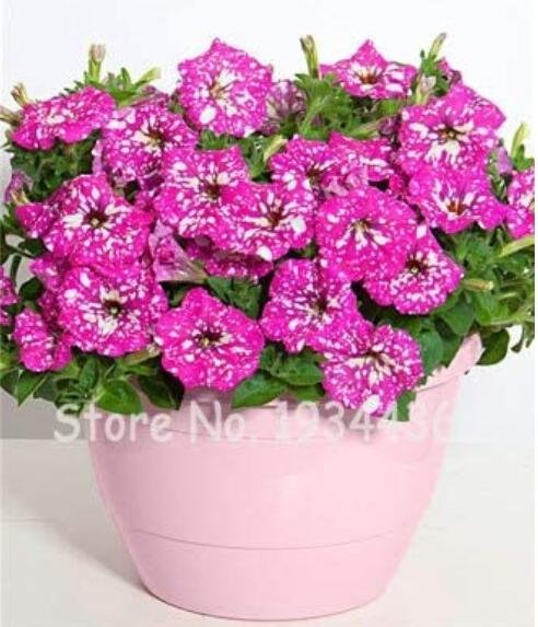 JMS 300Pcs Petunia Seeds Rose Pink Big Flowers With White Spots
