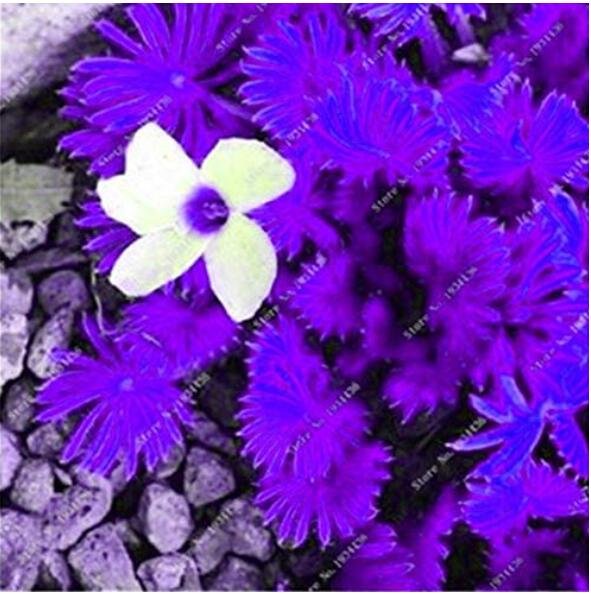 JMS 100Pcs Purple Oxalis Seeds Wood Sorrel Flowers