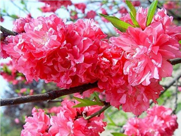JMS 20Pcs Dark Pink Azalea Seeds