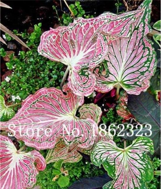JMS 50Pcs Thailand Caladium Seeds 'Tiger' Pink Greenish Ornamental Leaves