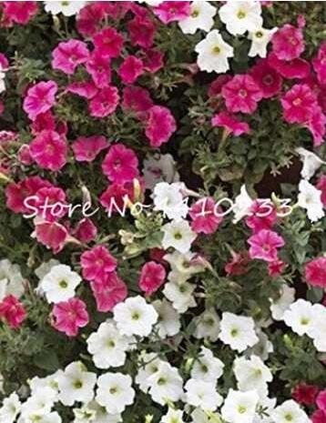 JMS 20Pcs Mixed Impatiens Balsamina Seeds Red White Pink Flowers