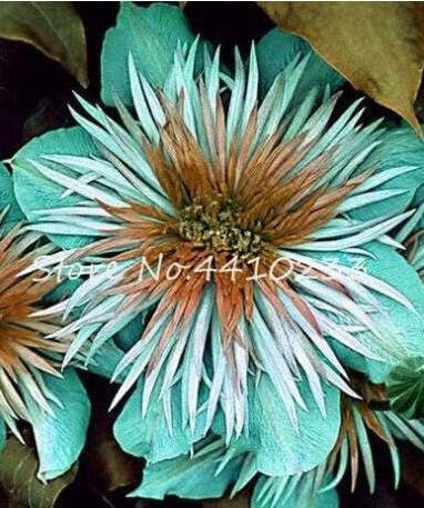 JMS 100Pcs Acid Blue Clematis Seeds Perennial Climbing Flowers With White-Brown Centre