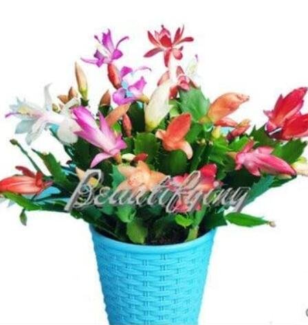 JMS 200Pcs Rainbow Zygocactus Truncatus Seeds