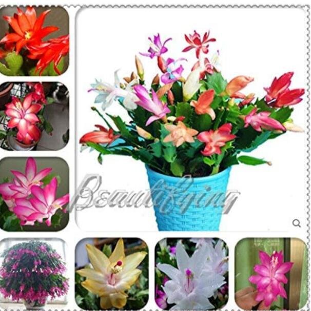 JMS 200Pcs Mixed Zygocactus Truncatus Seeds