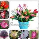 JMS 200Pcs Mixed Zygocactus Truncatus Seeds