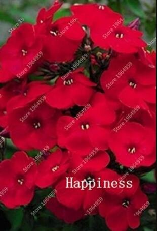 JMS 100Pcs Phlox Drummondii Seeds Dark Red Flowers