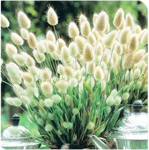 JMS 20Pcs Bunny Tails Lagurus Ovatus Seeds Spring Ornamental Grasses