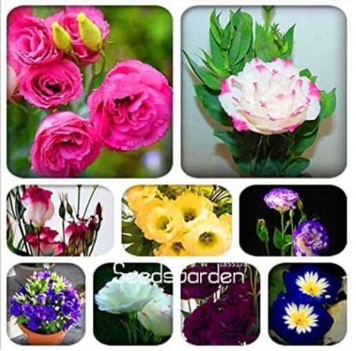 JMS 100Pcs Eustoma Bonsai Seeds Mixed Colors Bonsai Perennial Flowering Plants