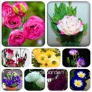 JMS 100Pcs Eustoma Bonsai Seeds Mixed Colors Bonsai Perennial Flowering Plants