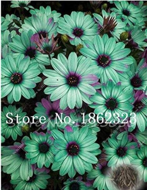 JMS 100Pcs Cosmos Flower Seeds Acid Blue Double Flowers With Purple-Black Centre