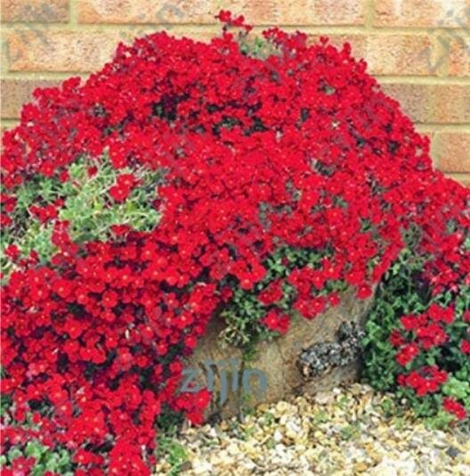 JMS 200Pcs Dark Red Creeping Thyme Flower Seeds Rock Cress Perennial Ground Cover Flowers