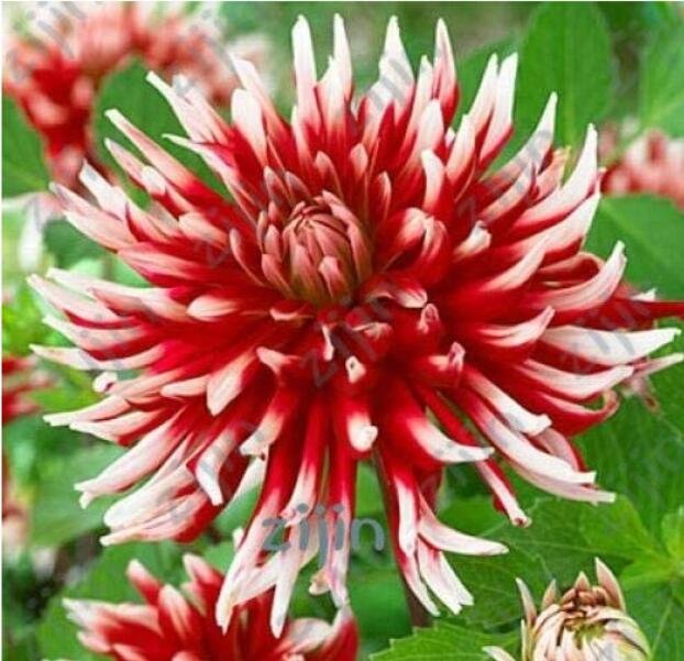 JMS 100Pcs Dahlia Flower Seeds Big Blooms Dark Red White Double Petails