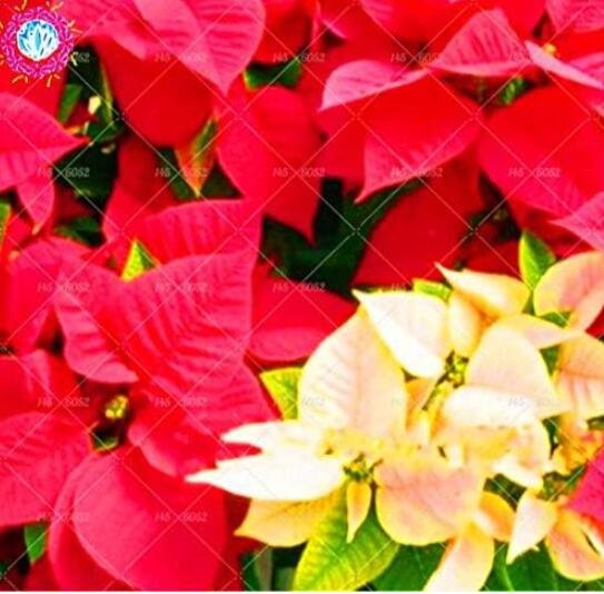JMS Hosta Fragrant Plantain Lily Seeds