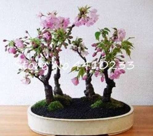 JMS 10Pcs Pink Bonsai Sakura Seeds Garden Sakura Japanese Cherry Blooms Flower
