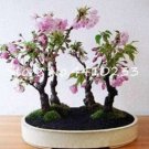 JMS 10Pcs Pink Bonsai Sakura Seeds Garden Sakura Japanese Cherry Blooms Flower