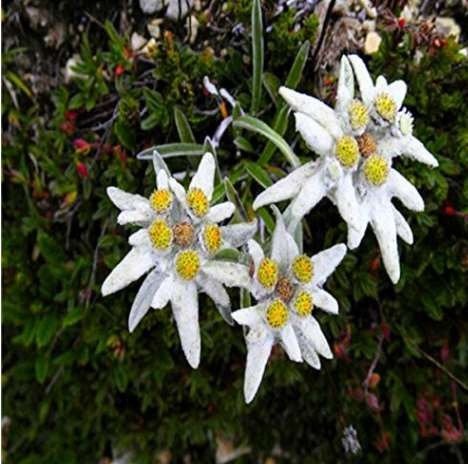 JMS 20Pcs 100% Genuine Edelweiss Seeds The Plant Of High Mountain Of New Zealand