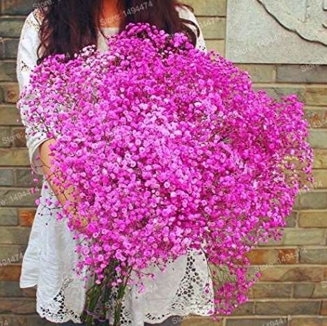 JMS 400Pcs Pink Gypsophila Paniculata Seeds Baby'S Breath Graceful Flowers