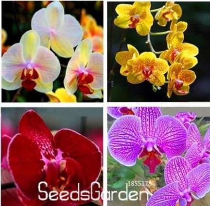 JMS 100Pcs Mixed 4 Colors Orchid Seeds Yellowish Pink & Yellow Red & Dark Red & Purple Tiger