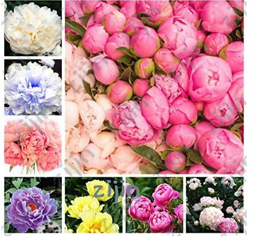 JMS 20Pcs Se&Atilde;&copy;d Rare Chinese Peony Planting Greenery Flowers Outdoor Terrace Courtyard Paeonia Flowe