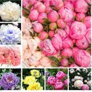 JMS 20Pcs Seéd Rare Chinese Peony Planting Greenery Flowers Outdoor Terrace Courtyard Paeonia Flowe