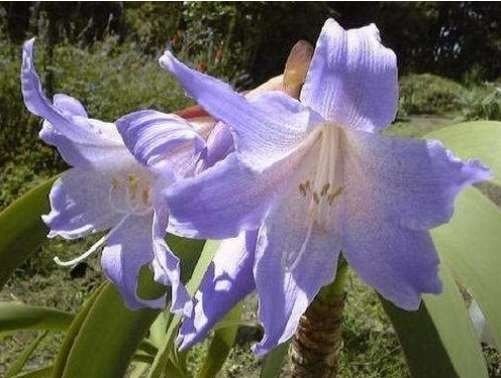 JMS Hippeastrum Bulbs Seeed Amaryllis Barbados Lily Diy Home Garden Lily Potted Seeed Balcony Flower