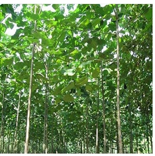 JMS 500Pcs Paulownia Elongata New Forest Tree, Fast Growing Tree - - Diy Home Garden
