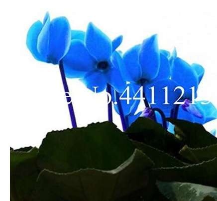 JMS 100 Pcs Cyclamen Flower,Beautiful Seed Flower Flores For Home Garden Plant Pot Natural Growth Cy