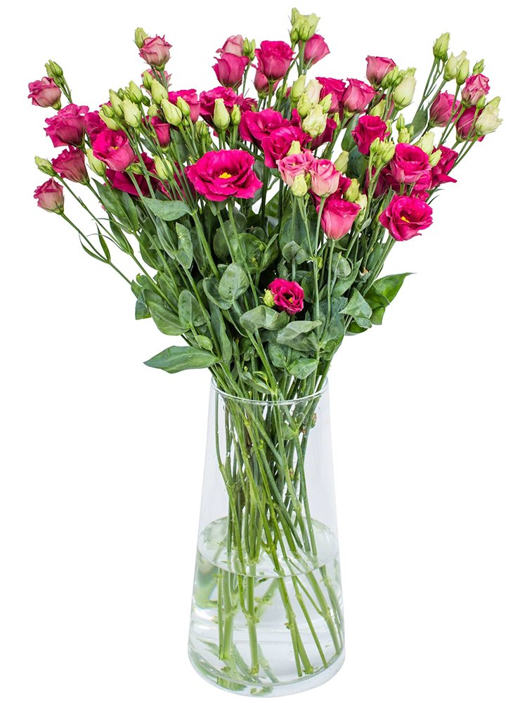 JMS Eustoma, Rose Red