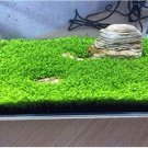 JMS Aquarium Plant Aquarium Water Seed Easy Growing Plant Grass Seed Fish Tank Lawn Decor - (Color: 