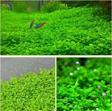 JMS 1000Pcs/Pack Aquarium Grass Seeds Aquatic Fish Tank Decor Water Plants Seeds
