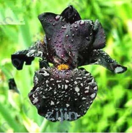 JMS Iris Flower Seeds, Fully Black Semi-Double Flowers