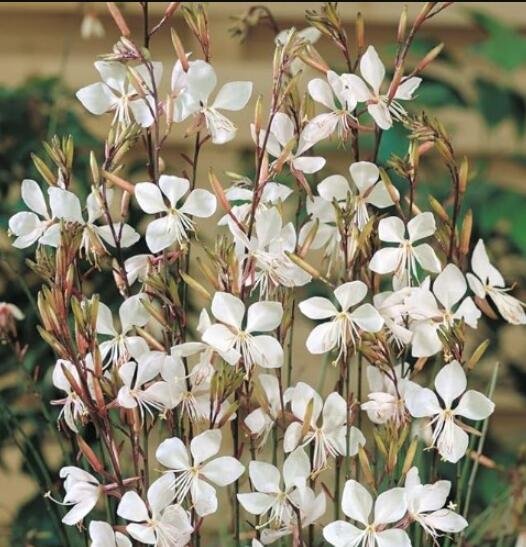 JMS Gaura Lindheimeri Engelm. Et Gray Garden Home Seed Home Garden