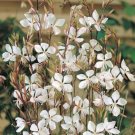 JMS Gaura Lindheimeri Engelm. Et Gray Garden Home Seed Home Garden