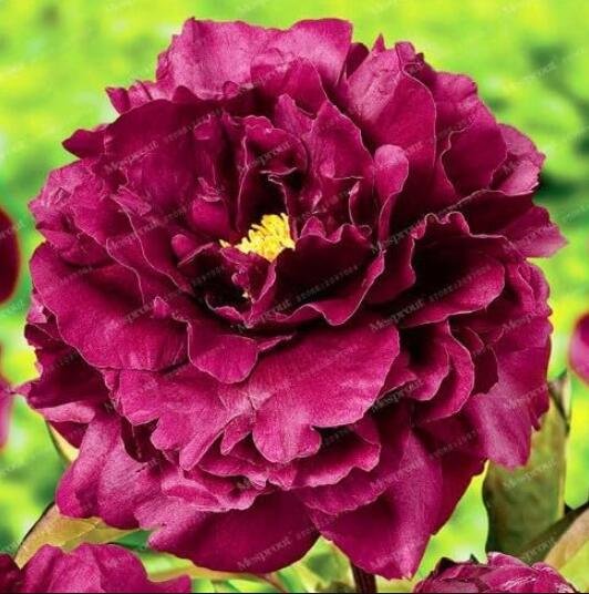 JMS Peony Seeds, Dark Red Double Flowers