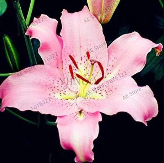 JMS Lilium Lily Flower Seeds, Pink Flowers