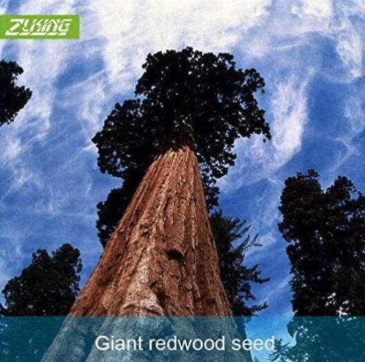 JMS Gaint Redwood Tree Seeds