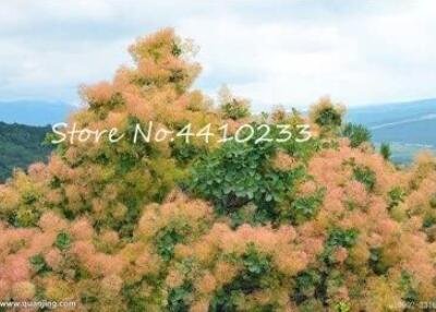 JMS Cotinus Coggygria Seeds