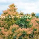 JMS Cotinus Coggygria Seeds
