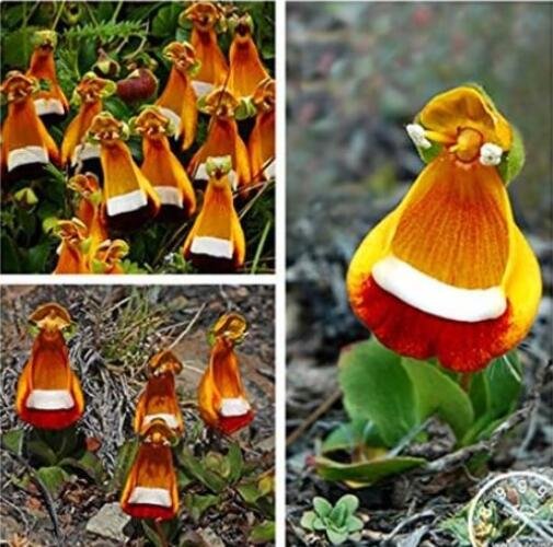 JMS Bizarre Weird Flowers Seeds