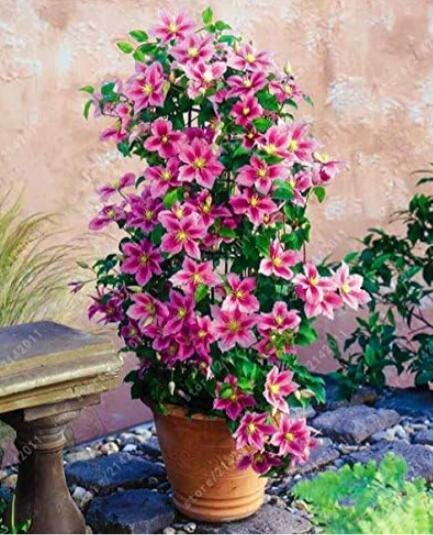 JMS Clematis Plants Flower Seeds, Pink And Rose Red Flowers
