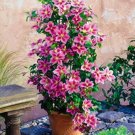 JMS Clematis Plants Flower Seeds, Pink And Rose Red Flowers