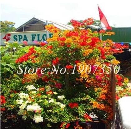 JMS Bougainvillea Dwarft Seeds, Mixed