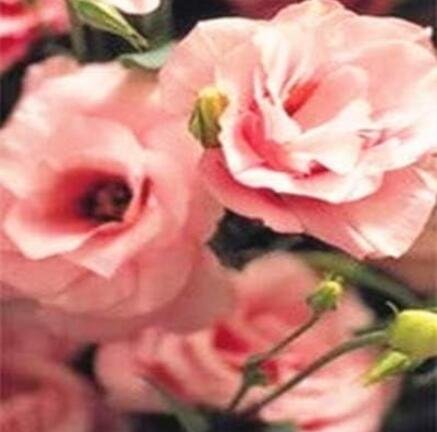 JMS Eustoma Grandiflorum Seeds, Khakish Pink Flowers