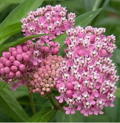 JMS Red Swamp Milkweed Rose Asclepias Incarnata Seeds
