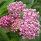 JMS Red Swamp Milkweed Rose Asclepias Incarnata Seeds