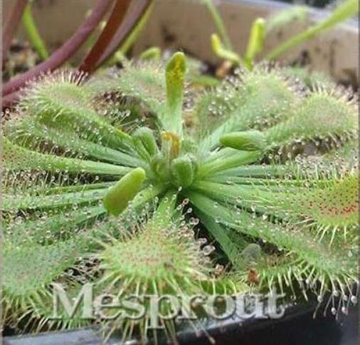 JMS Carnivorous Potted Plant Seeds