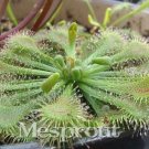 JMS Carnivorous Potted Plant Seeds