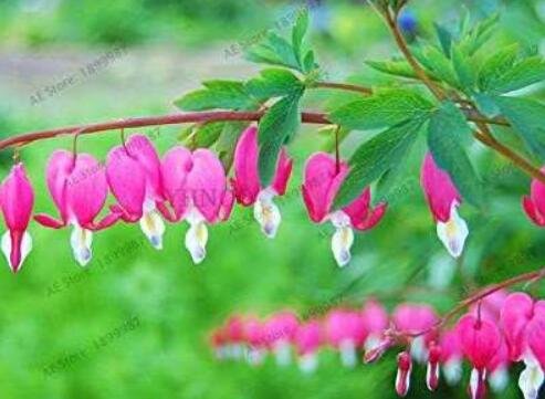 JMS Rare Perennial Spectabilis Herbs Dicentra Plant Bleeding Heart Pink Flower Seeds